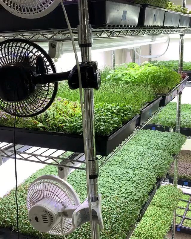 Green microgreens growing in black trays on metal wire shelves with small electric fans.