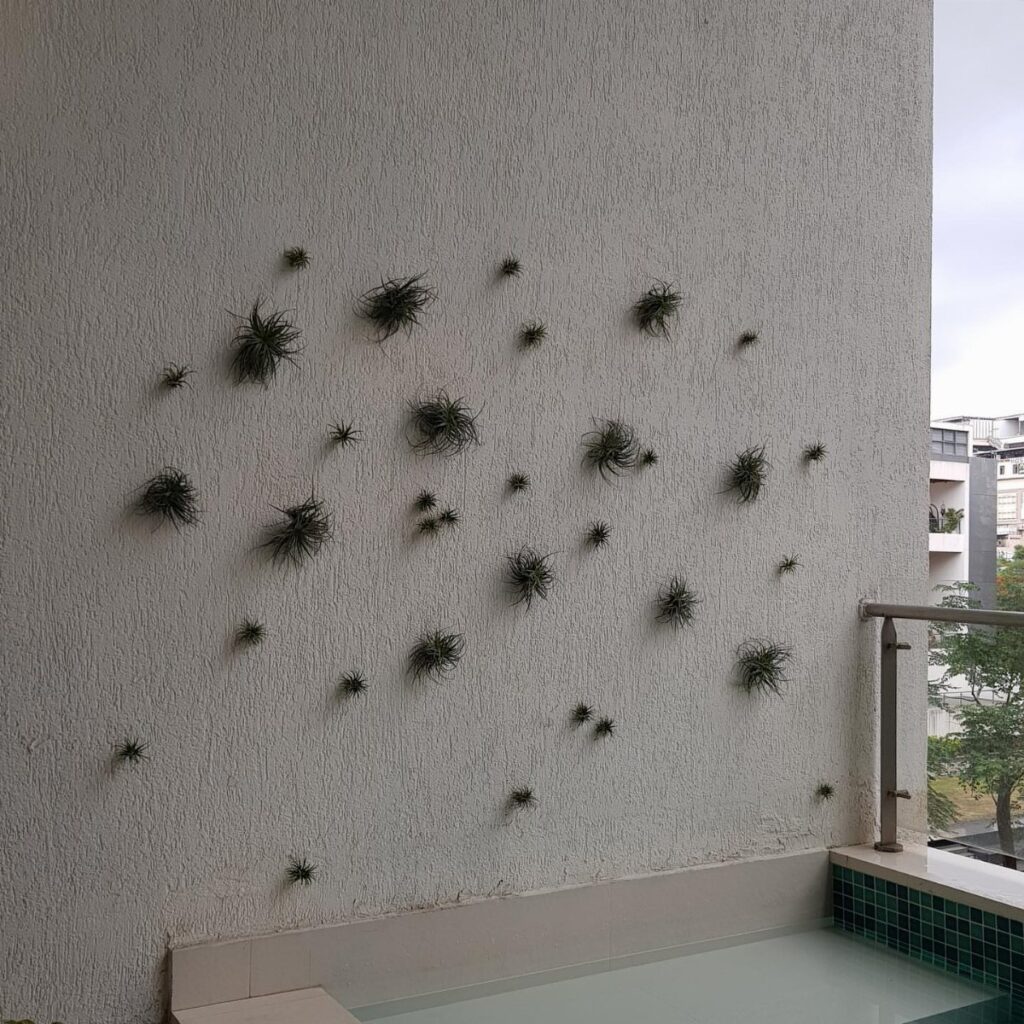 Small green plants growing directly from a textured light grey exterior building wall.