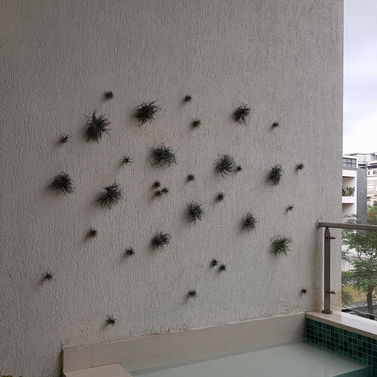 Small green plants growing directly from a textured light grey exterior building wall.