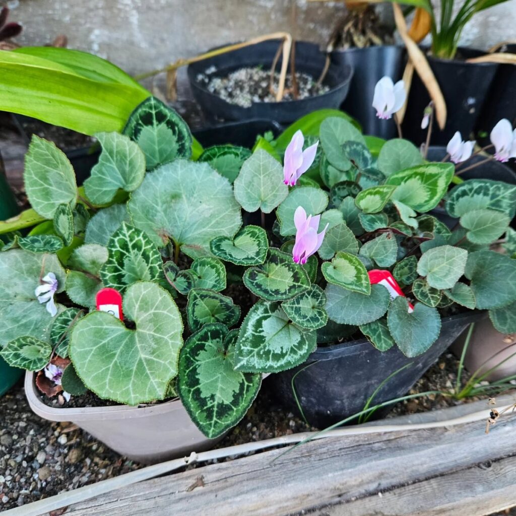 Pink cyclamen flowers with patterned green leaves growing in nursery pots outdoors.