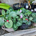 Pink cyclamen flowers with patterned green leaves growing in nursery pots outdoors.