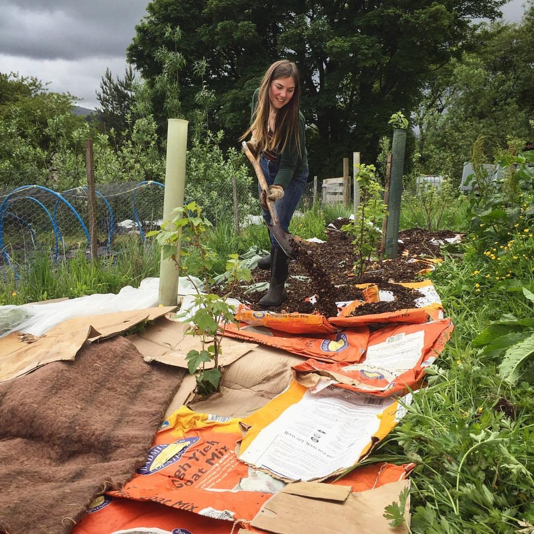 A woman spreading dark mulch over cardboard layers in a garden bed.
