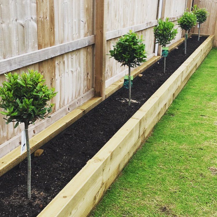 Small green shrubs planted in a long, wooden raised garden bed along a fence.