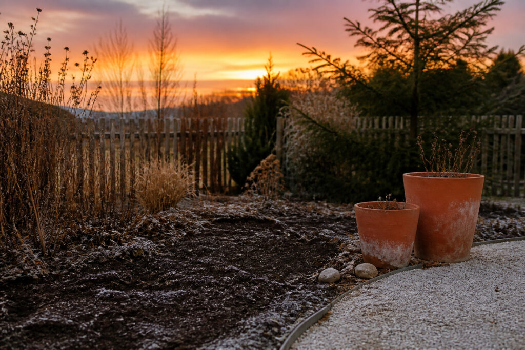 A garden with frost on the ground and visible roots.