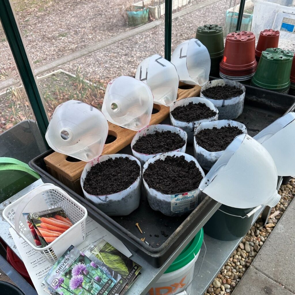 Small pots with soil and clear plastic bottle covers arranged in a black tray outdoors.