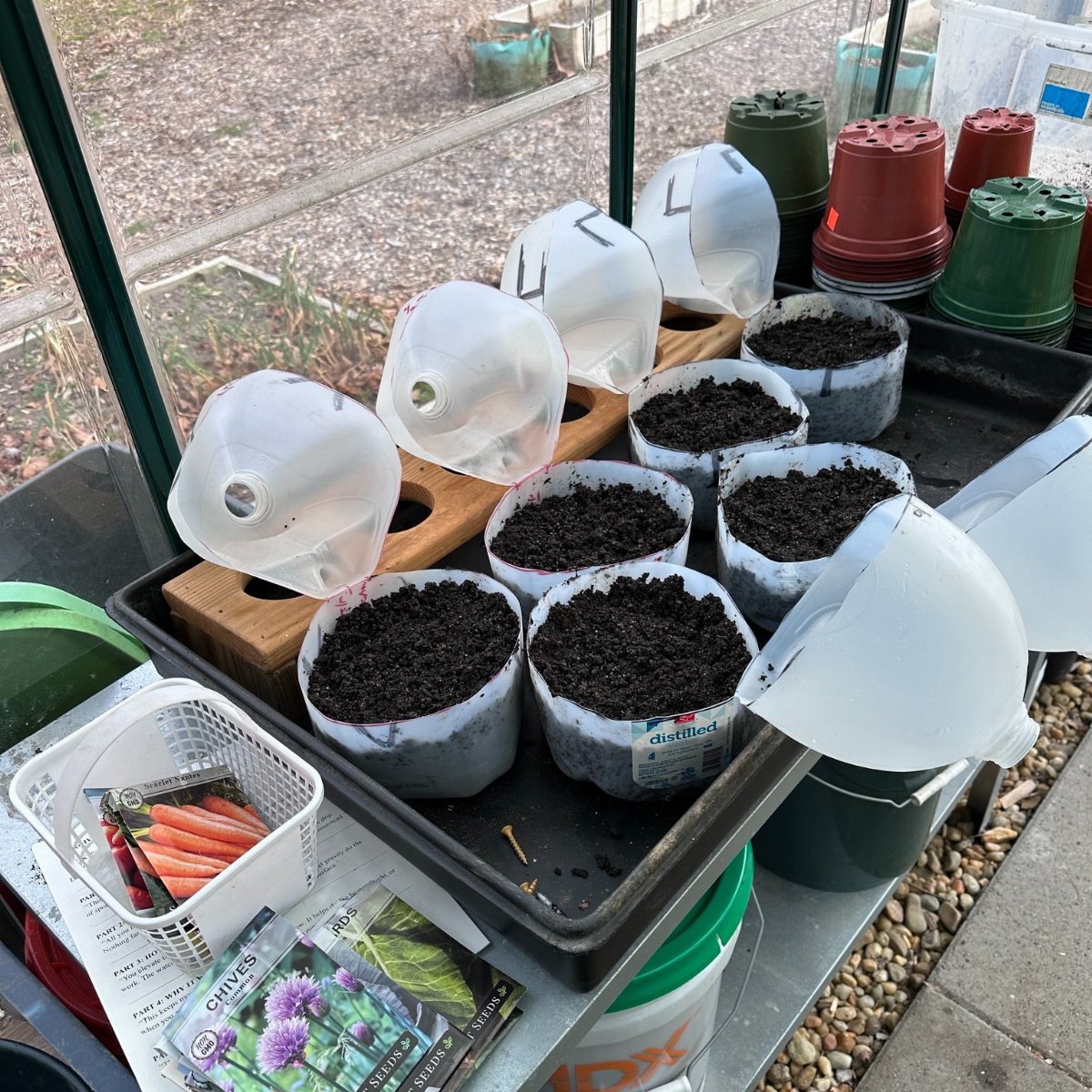 Small pots with soil and clear plastic bottle covers arranged in a black tray outdoors.