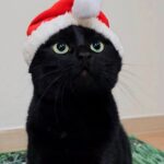 Black cat wearing a red and white Santa hat looking upwards with green eyes.