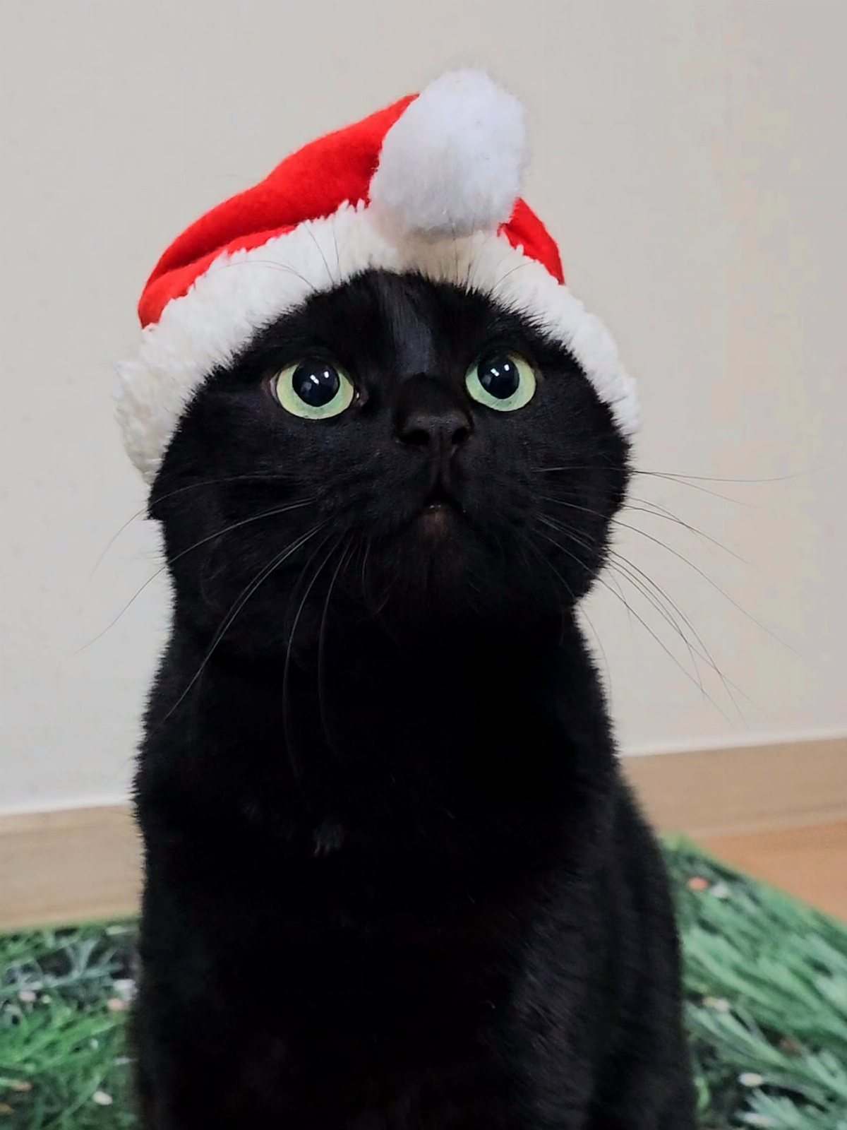 Black cat wearing a red and white Santa hat looking upwards with green eyes.